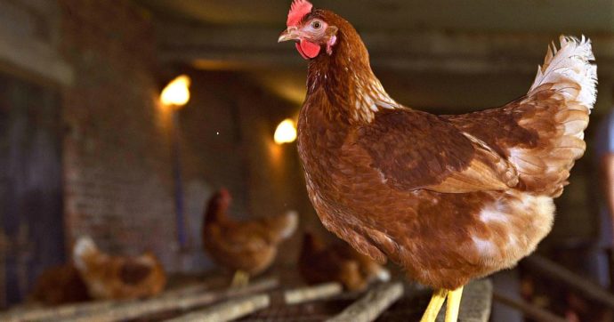 Maltrattamenti in un allevamento di galline: quattro indagati dopo la nostra inchiesta sotto copertura