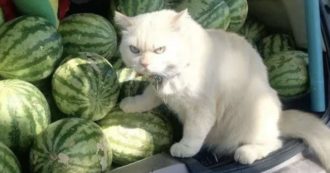 Copertina di Pearl, il gatto che con il suo sguardo minaccioso evita i furti: gli basta un’occhiata per allontanare i ladri