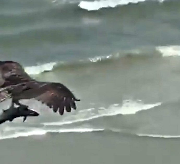 L’aquila pescatrice e il volo (spettacolare) sopra la spiaggia piena di bagnanti: la scena ripresa in South Carolina che ha fatto il giro del mondo