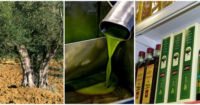 Olio d’oliva, ristoranti chiusi e esportazioni rallentate per il lockdown: crack da 2 miliardi nonostante la produzione raddoppiata