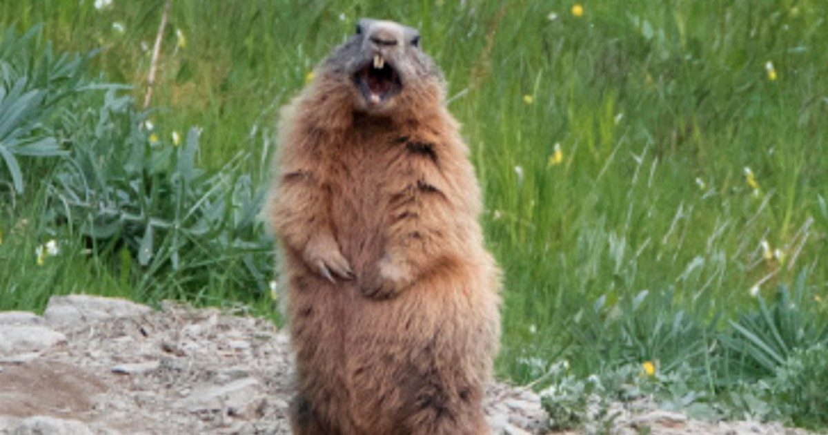 “Non mangiate le marmotte, né cotte né crude”: l’allarme delle autorità della Mongolia dopo i nuovi casi di peste bubbonica