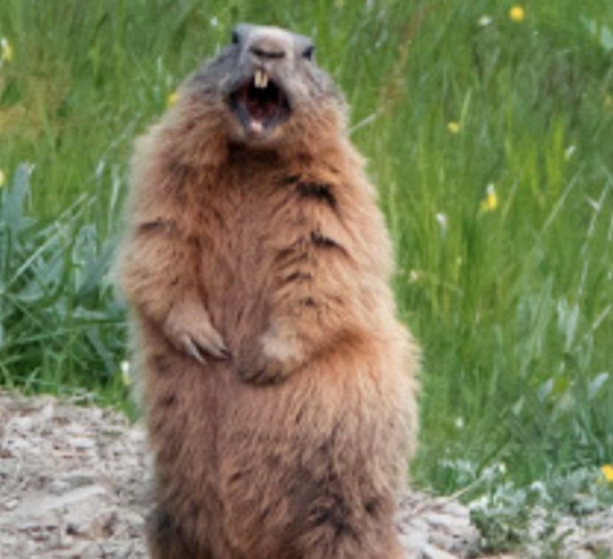 Mangiano una marmotta e contraggono la peste: un nuovo caso in Mongolia