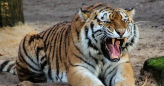 Copertina di Zurigo, tigre siberiana attacca una dipendente dello zoo: morta donna di 55 anni. L’esemplare è in isolamento