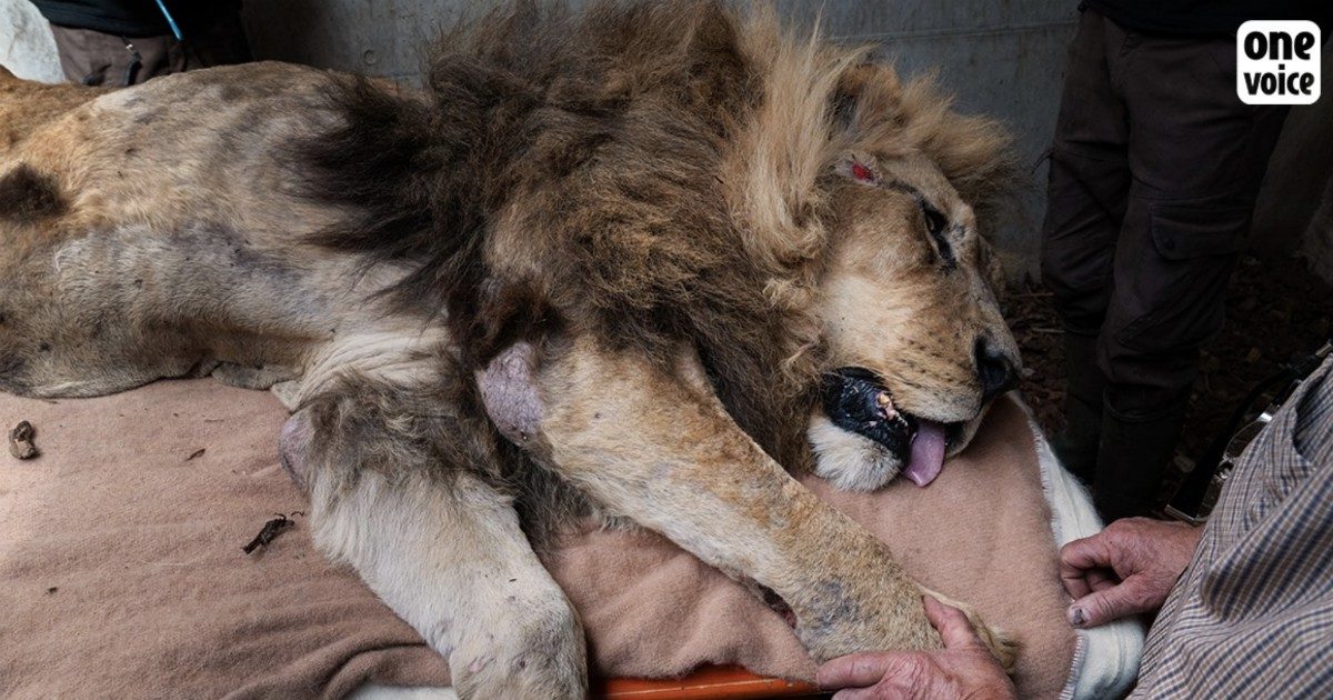La storia di Jon, il leone prigioniero di uno zoo al quale sono stati tolti denti e artigli
