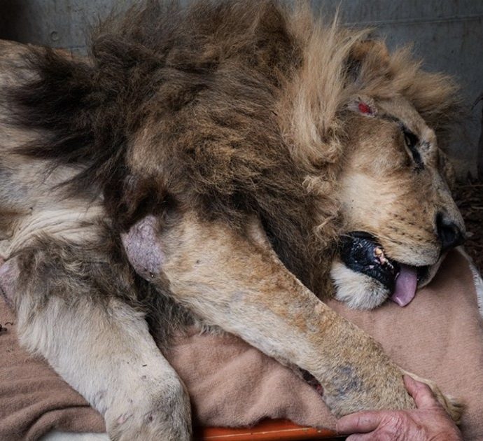 La storia di Jon, il leone prigioniero di uno zoo al quale sono stati tolti denti e artigli