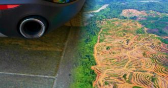Copertina di Olio di palma, non solo biscotti: in Italia il 70% usato per biocarburanti e bioenergie. “Paghiamo 900 milioni annui per distruggere foreste”