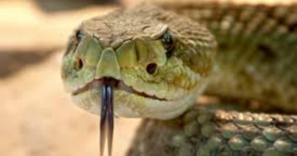 Anche i serpenti hanno il clitoride, la nuova clamorosa scoperta: “Finora si conoscevano solo i due peni degli esemplari maschi”
