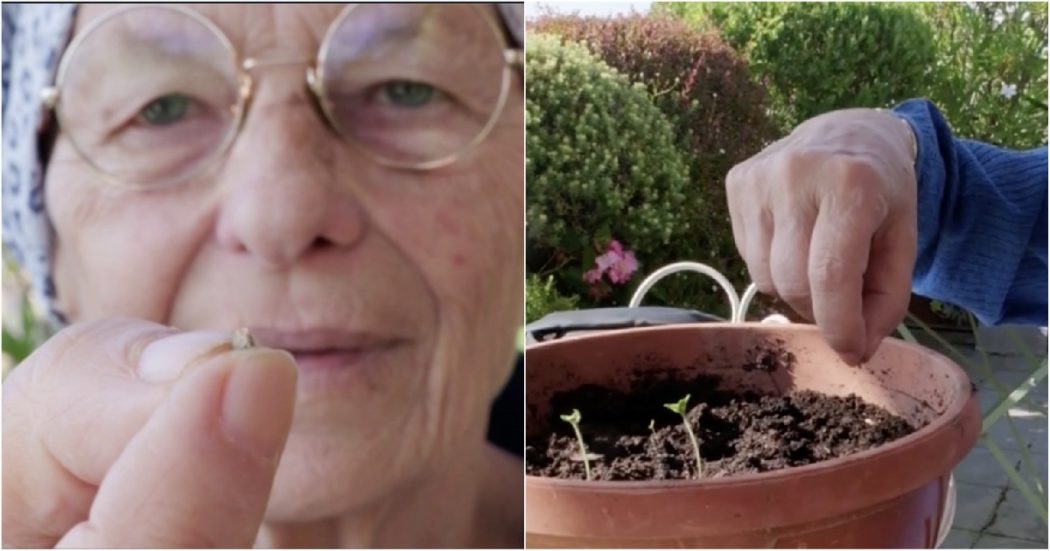 Cannabis, Bonino aderisce alla campagna #IoColtivo e pianta un seme sul terrazzo di casa