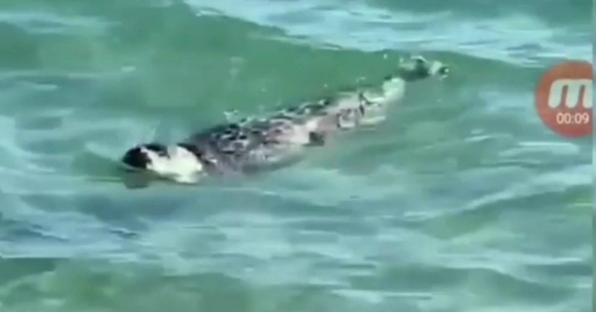 Cucciolo di foca preso a sassate dai bagnanti: le immagini forti pubblicate sui social