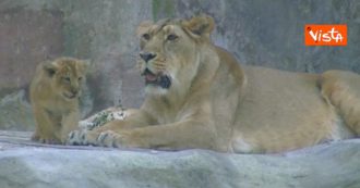 Copertina di Hic sunt leones, al Bioparco di Roma nascono due cucciole di leone asiatico. Raggi: “Simbolo di speranza e rinascita”