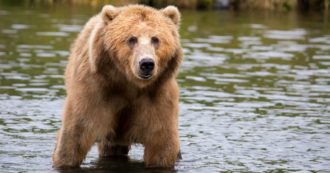Copertina di Trentino, torna libera l’orsa JJ4. Il Consiglio di Stato dà ragione agli animalisti e sospende l’ordinanza della cattura e della reclusione