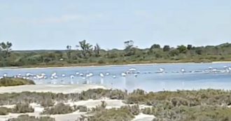 Copertina di Salento, i fenicotteri rosa tornano alla Salina dei Monaci: lo spettacolo della passeggiata sulle acque del’oasi naturale