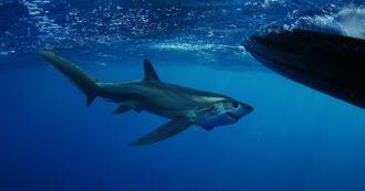 Copertina di Giornata mondiale degli squali: dall’app fino agli ami ‘ecologici’, ecco il progetto da 3 milioni di euro per salvarli dall’estinzione