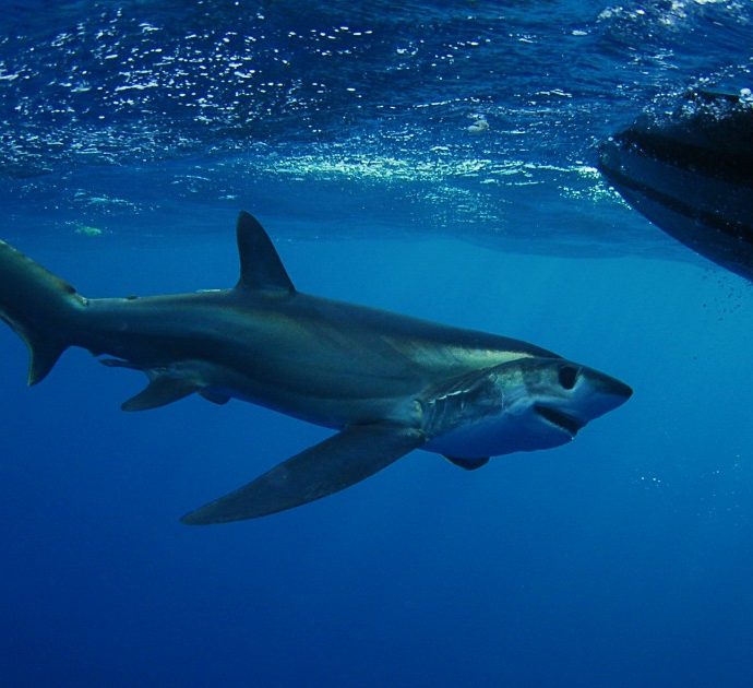 Surfista sbranato e ucciso da uno squalo in Australia: l’attacco nonostante le doppie reti di protezione