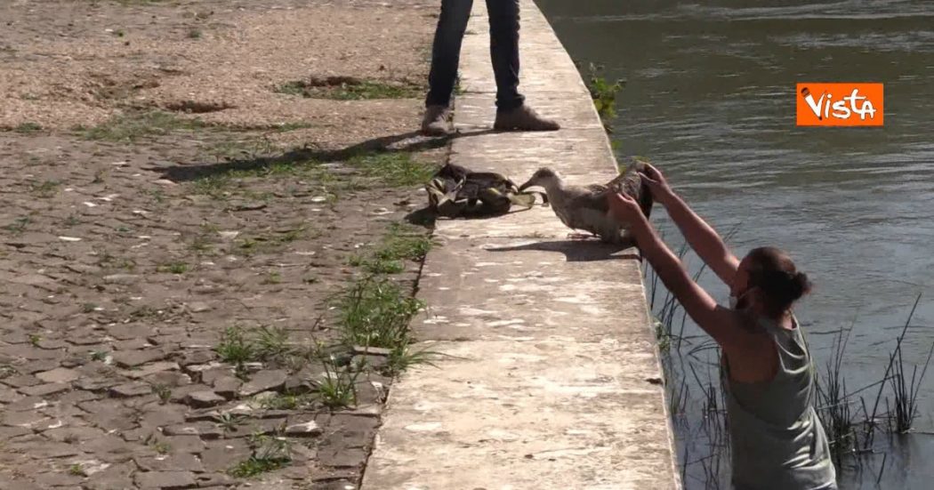 Roma, un passante salva un gabbiano ferito lungo il Tevere: le immagini del gesto