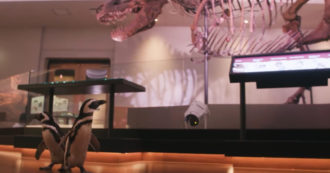 Due pinguini “esplorano” il Field Museum di Chicago: a spasso tra T-Rex e Titanosauri – Le immagini