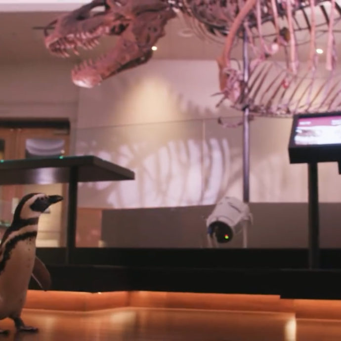 Due pinguini “esplorano” il Field Museum di Chicago: a spasso tra T-Rex e Titanosauri – Le immagini