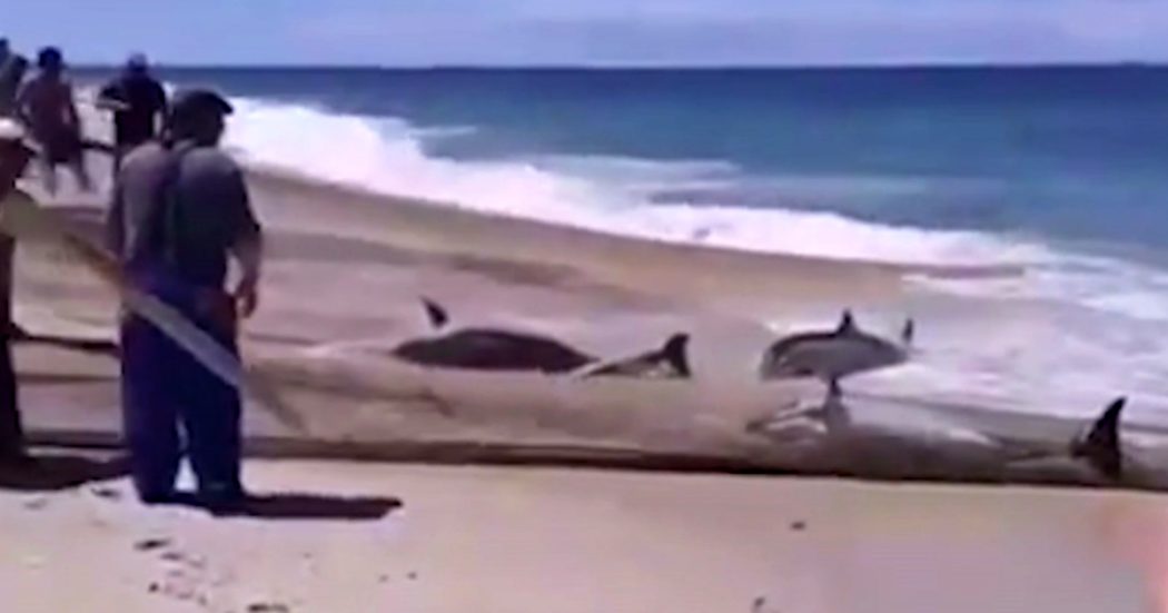 Portogallo, decine di delfini intrappolati nelle rete dei pescatori e trascinati a riva: le immagini