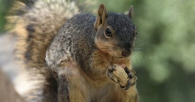 Copertina di “Mi ha quasi ucciso”: uno scoiattolo semina il panico in un quartiere della California, mandando due persone al pronto soccorso. L’esperta: “Cerca solo cibo”