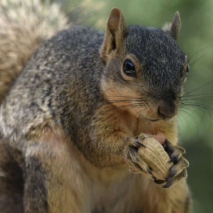 “Mi ha quasi ucciso”: uno scoiattolo semina il panico in un quartiere della California, mandando due persone al pronto soccorso. L’esperta: “Cerca solo cibo”