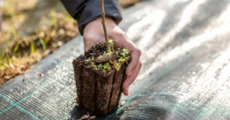 Copertina di Milano, arriva la prima Food Forest pubblica: 2mila piante da “adottare” per imparare a conoscere ciò che mangiamo