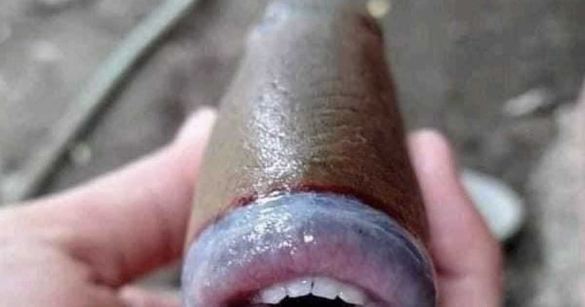 La foto del “pesce umano” diventa virale: è fake?