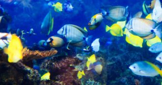 Per quest’anno il pesce è finito: stiamo letteralmente ‘svuotando il mare’