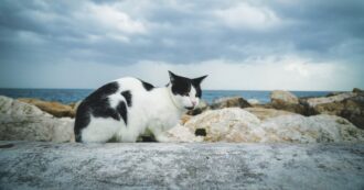 Copertina di “Tutta colpa della massiccia sterilizzazione del 2018 (e non solo)”: i gatti saranno ben presto solo dei piccoli fantasmi sull’Isola giapponese di Aoshima