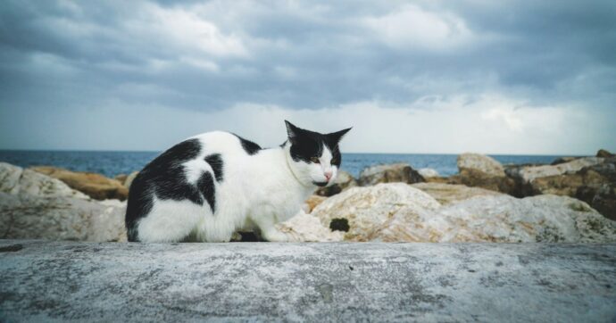 Copertina di In lode del gattino tunisino, “rifugiato” a Lampedusa dopo aver attraversato il mare