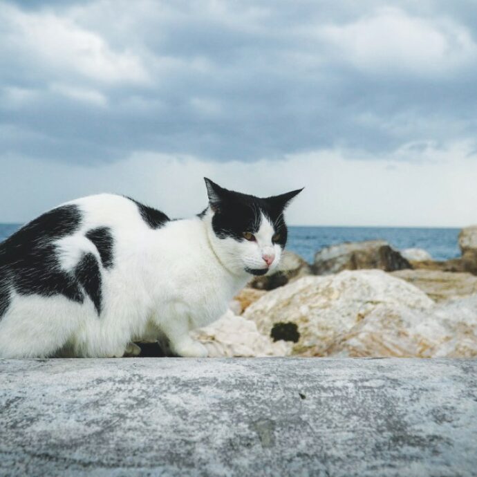 “Tutta colpa della massiccia sterilizzazione del 2018 (e non solo)”: i gatti saranno ben presto solo dei piccoli fantasmi sull’Isola giapponese di Aoshima