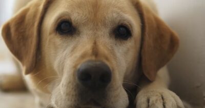 Copertina di “Il labrador non vi pagherà la pensione. Tassa di 20 euro a famiglie senza figli, ma con animali in casa. Il ricavato va a chi ha figli”: così il sindaco di San Giorgio su Legnano
