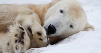 Copertina di Orsi polari, “nel 2100 saranno scomparsi”: le prove nello studio che incrocia cibo, ghiacciai e cambiamento climatico
