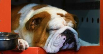 Copertina di Pisa, cane muore dopo essere stato lasciato nell’auto sotto il sole: denunciati i padroni