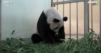 Copertina di Il cucciolo di panda è in incubatrice: la mamma fa pratica con un peluche. Le immagini dallo zoo di Taipei