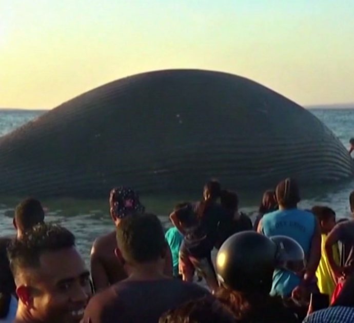 Indonesia, gigantesca <strong>balena</strong> grigia di 23 metri si arena sulla spiaggia: incerte le cause della morte