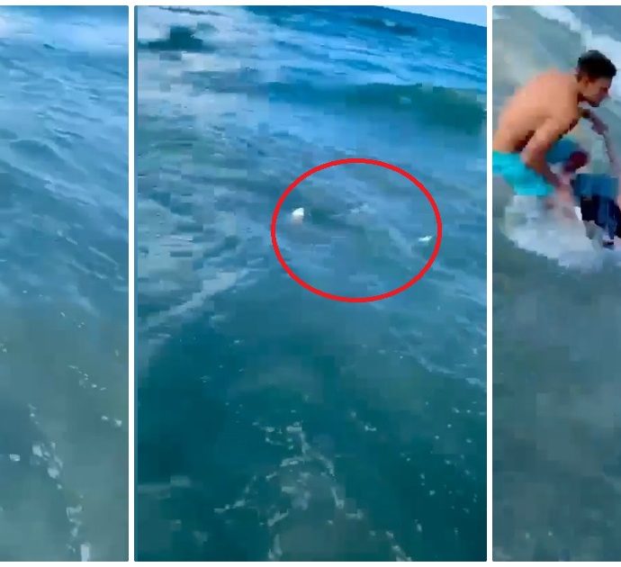 Lo squalo a riva si avvicina al bambino: il poliziotto fuori servizio si getta in acqua per salvarlo. Ecco come va a finire