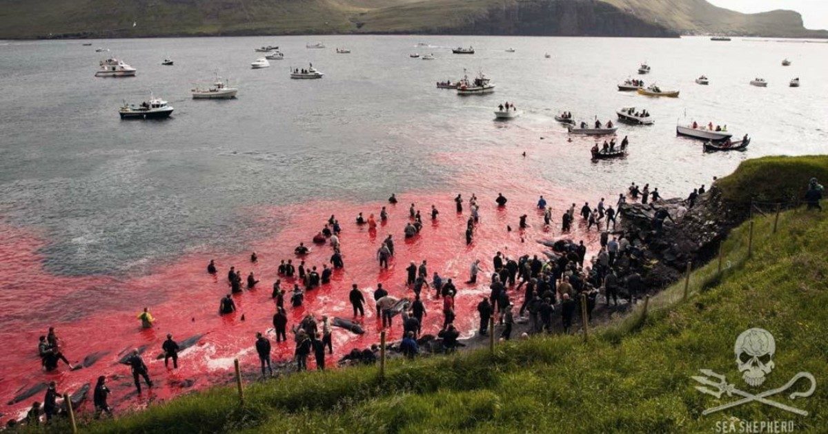 Mattanza di cetacei alle isole Faroe, la denuncia: “È un massacro, uccisi oltre 252 balene e 35 delfini in pochi giorni”
