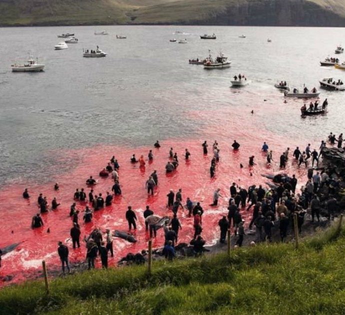 Mattanza di cetacei alle isole Faroe, la denuncia: “È un massacro, uccisi oltre 252 balene e 35 delfini in pochi giorni”