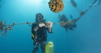Copertina di Maldive, il progetto italiano per salvare la barriera corallina dallo sbiancamento: “Con il riscaldamento globale è sempre più intenso”