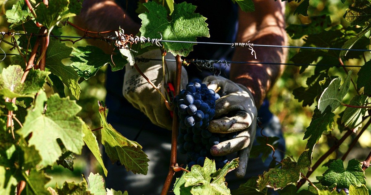 Caporalato, 50 donne italiane sfruttate assunte grazie al progetto ‘Iamme’: “Per 30 anni mi hanno detto ‘lavora asina’. Questo è un sogno”