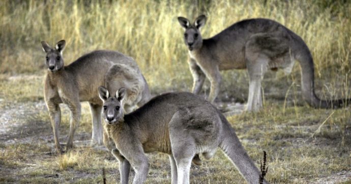Australia, Wwf: “Tre miliardi di animali uccisi o costretti a emigrare per via degli incendi. Uno dei peggiori disastri naturali della storia”