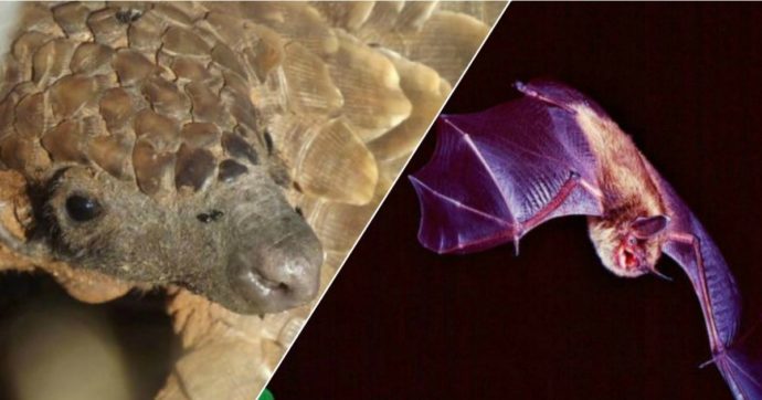 Coronavirus, lo studio: “Sars Cov 2 si è discostato dai patogeni dei pipistrelli tra 40 e 70 anni fa”