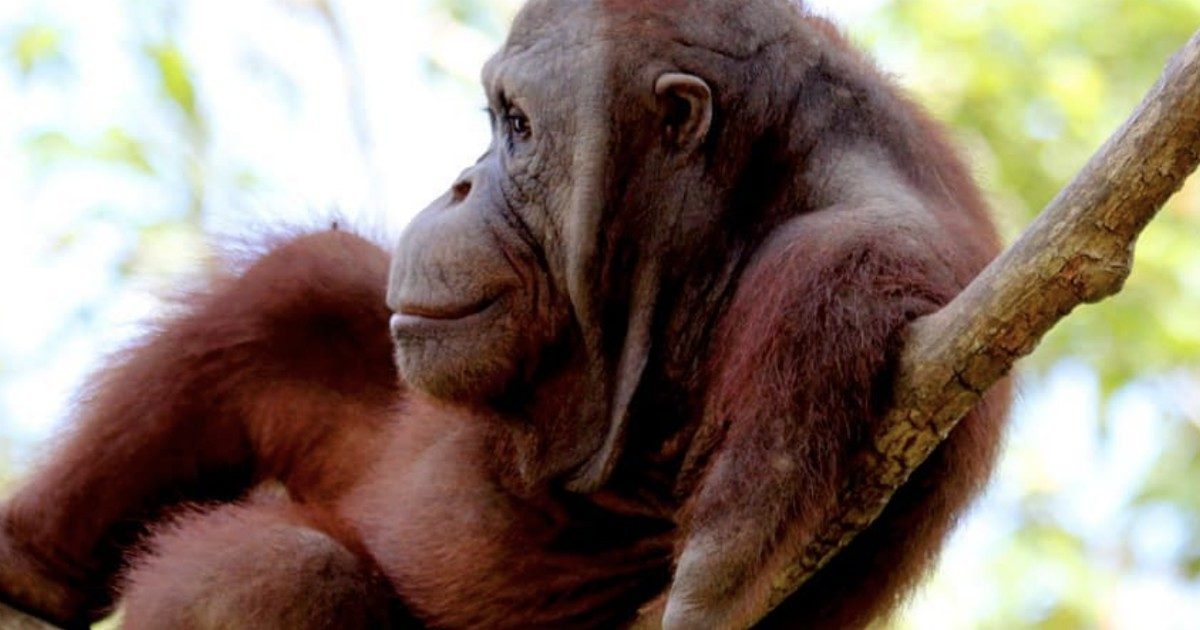 Orango perde le braccia per fuggire da una gabbia ma impara di nuovo a salire sugli alberi: la storia di Kopral