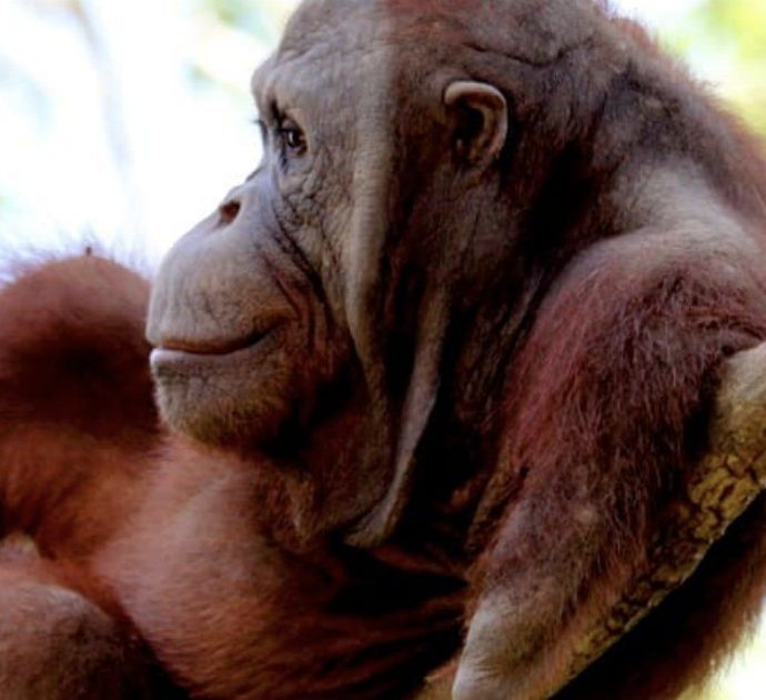 Orango perde le braccia per fuggire da una gabbia ma impara di nuovo a salire sugli alberi: la storia di Kopral