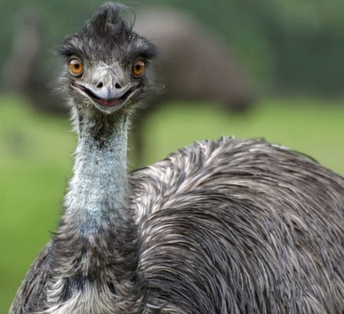 Due emu malandrini sono stati banditi da un hotel per comportamenti inappropriati: ecco cosa è successo