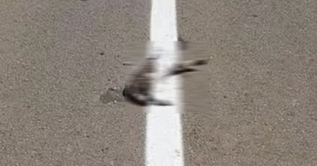 Operai rifanno la segnaletica sulla strada e passano sopra al gatto morto verniciandolo: aperta un’indagine