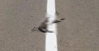 Copertina di Operai rifanno la segnaletica sulla strada e passano sopra al gatto morto verniciandolo: aperta un’indagine