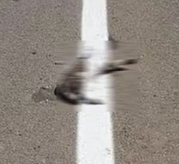 Operai rifanno la segnaletica sulla strada e passano sopra al gatto morto verniciandolo: aperta un’indagine