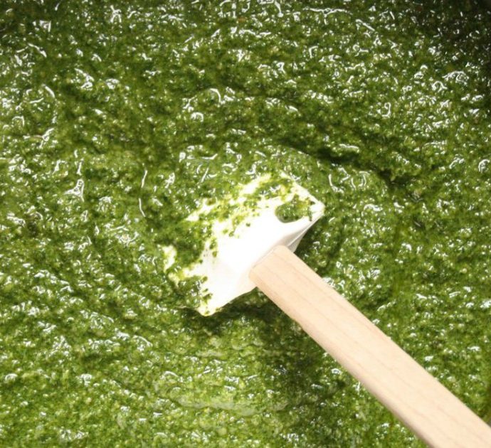 Pesto con basilico bio ritirato dal supermercato: “Sospetta presenza di salmonella”. Qual è il lotto a cui fare attenzione