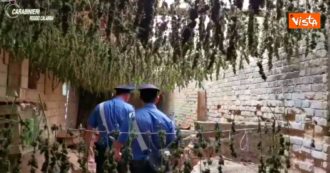Copertina di Gioia Tauro, carabinieri sentono intenso odore da un capannone e scoprono 7mila piante di marijuana essiccate: il video del ritrovamento
